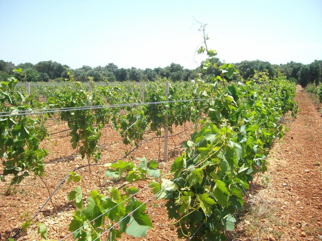 منزل الضيف San Marzano di San Giuseppe  في Masseria Nuova المظهر الخارجي الصورة