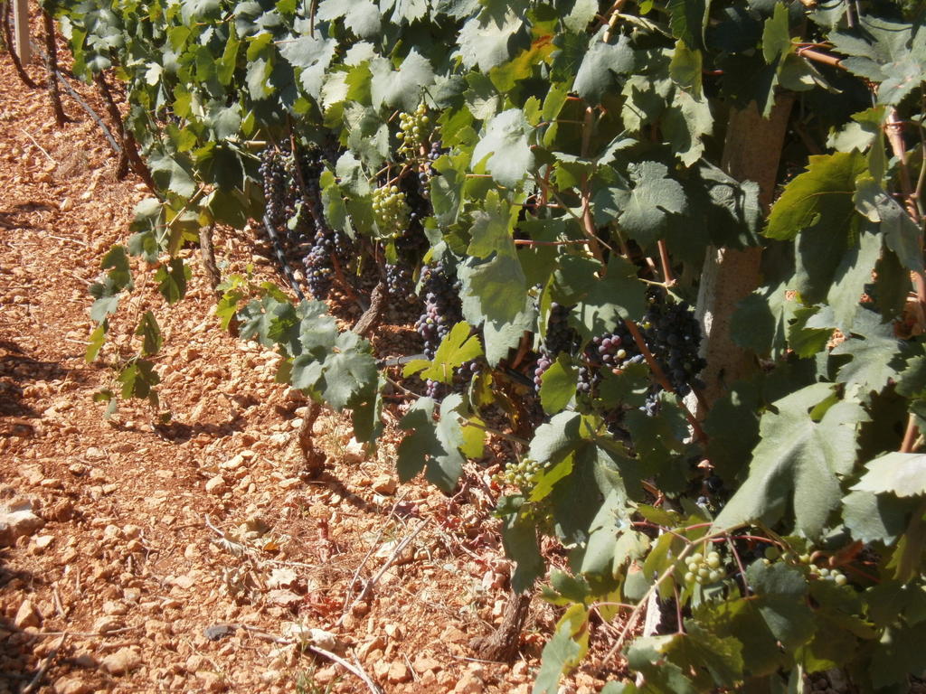فرانكافيلا فونتانا Masseria Nuova المظهر الخارجي الصورة