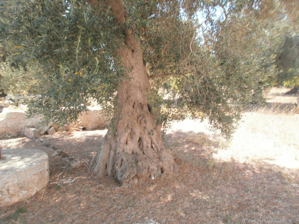 فرانكافيلا فونتانا Masseria Nuova المظهر الخارجي الصورة