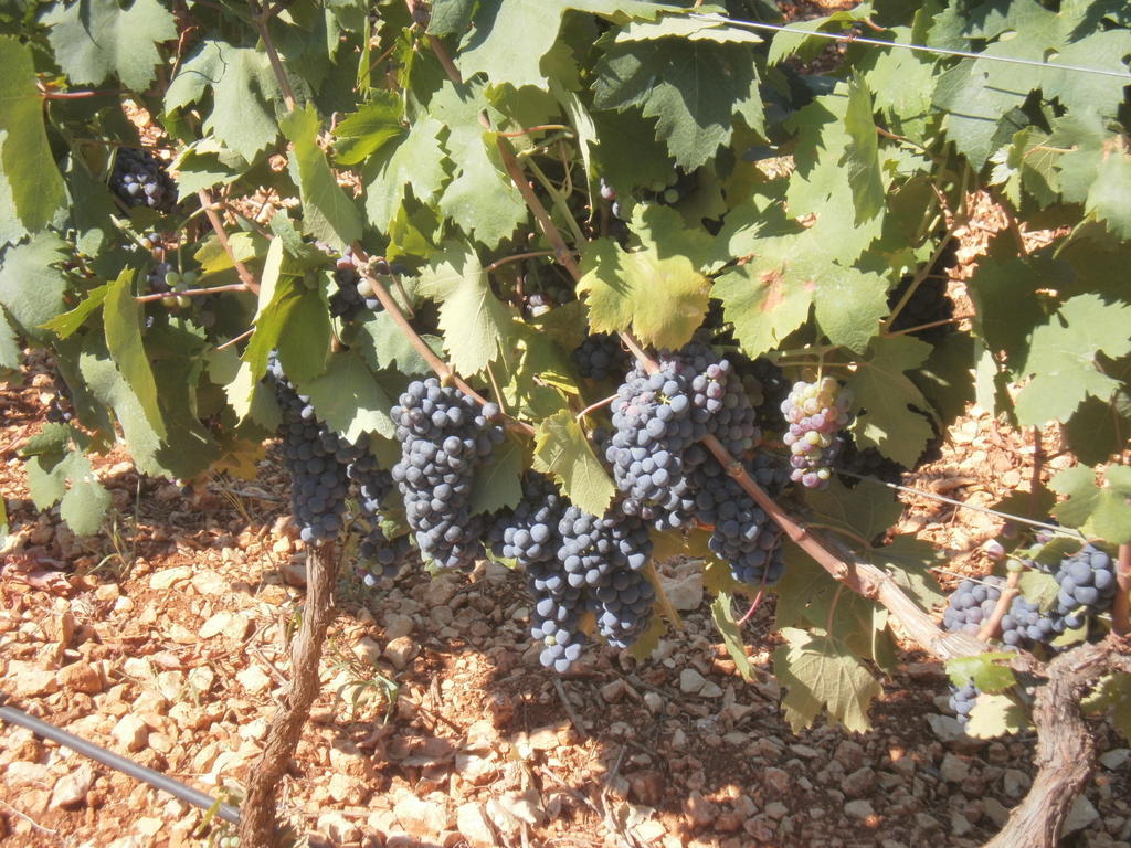 منزل الضيف San Marzano di San Giuseppe  في Masseria Nuova المظهر الخارجي الصورة